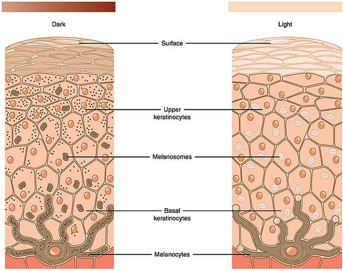 4 Skin Cell Types