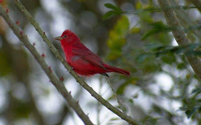 Summer Tanager