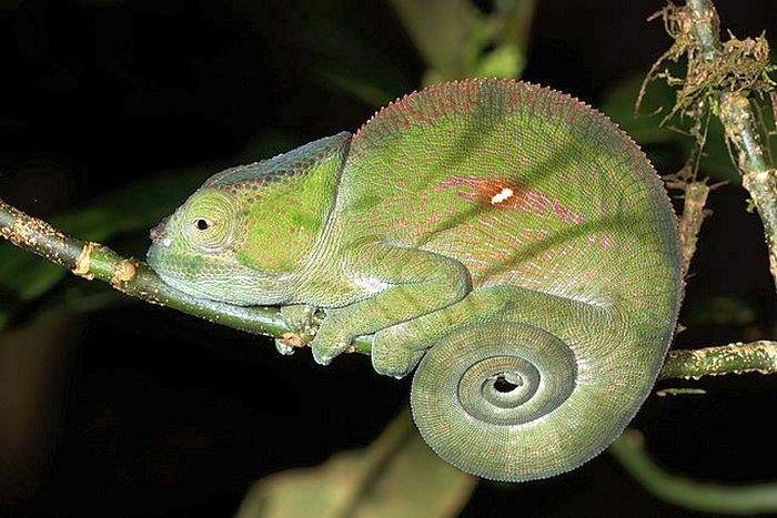 What Do Parsons Chameleons Eat