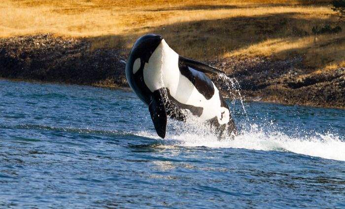 What Do Resident Orcas Eat Flckr