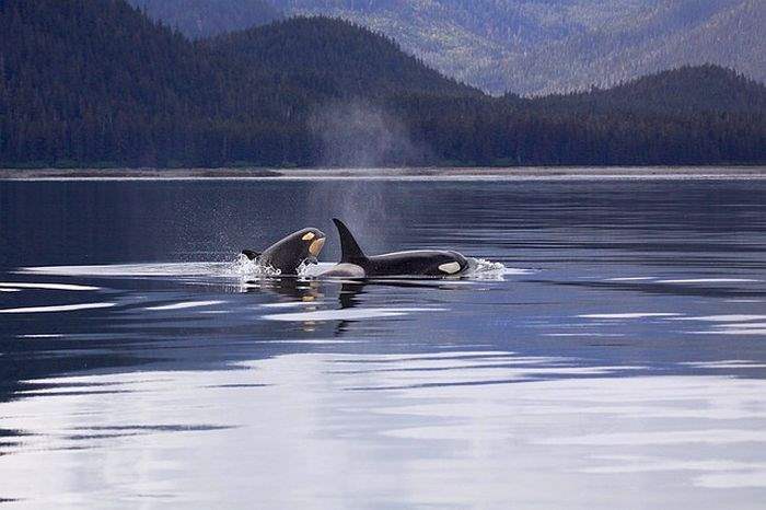 What Eats Walruses Killer Whales