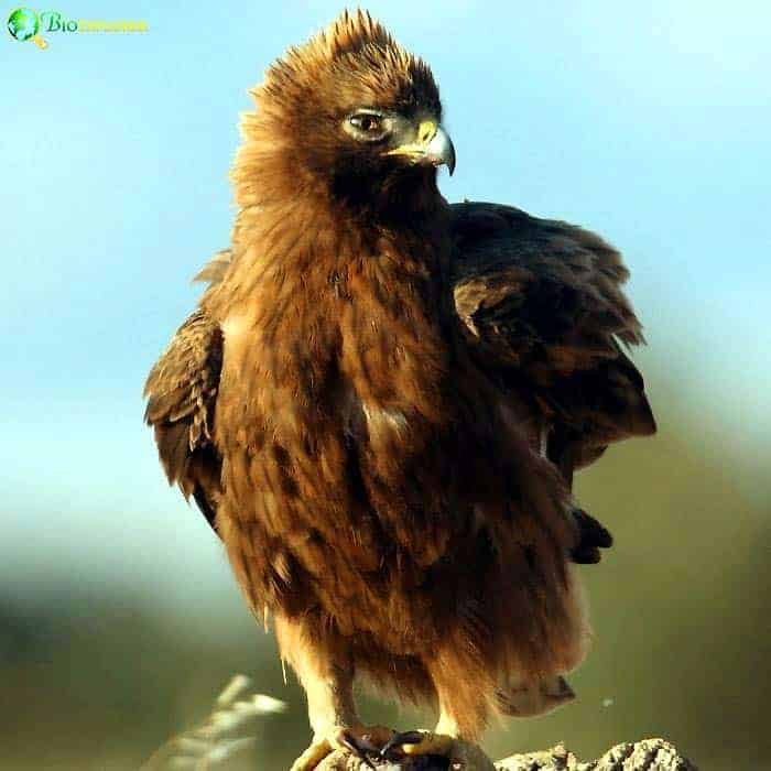 Booted Eagle