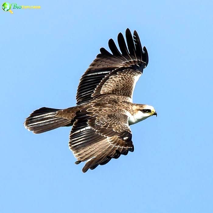 Rufous-bellied Eagle