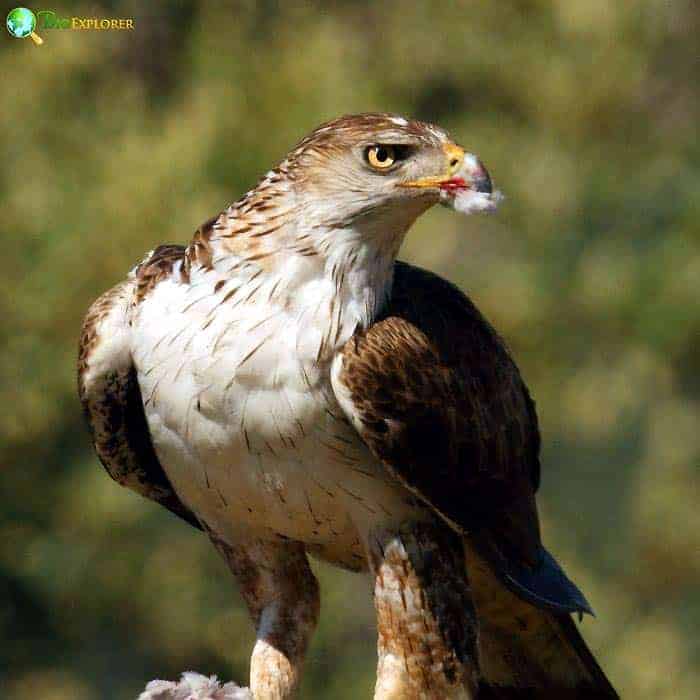 Bonelli's Eagle