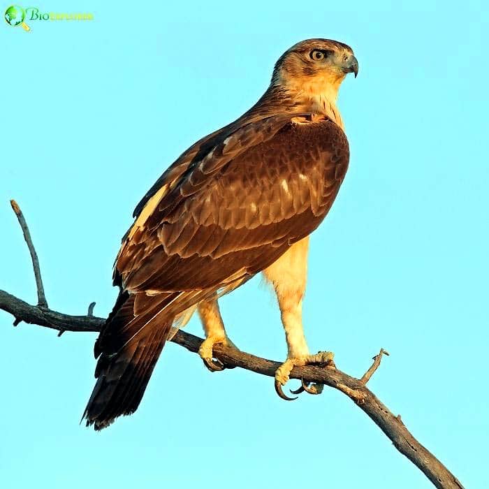 African Hawk Eagle