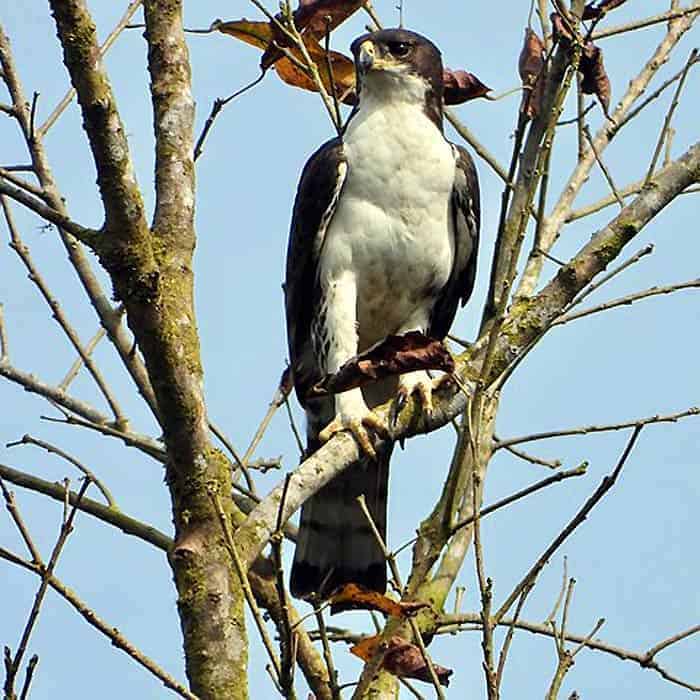 Cassin's Hawk Eagle