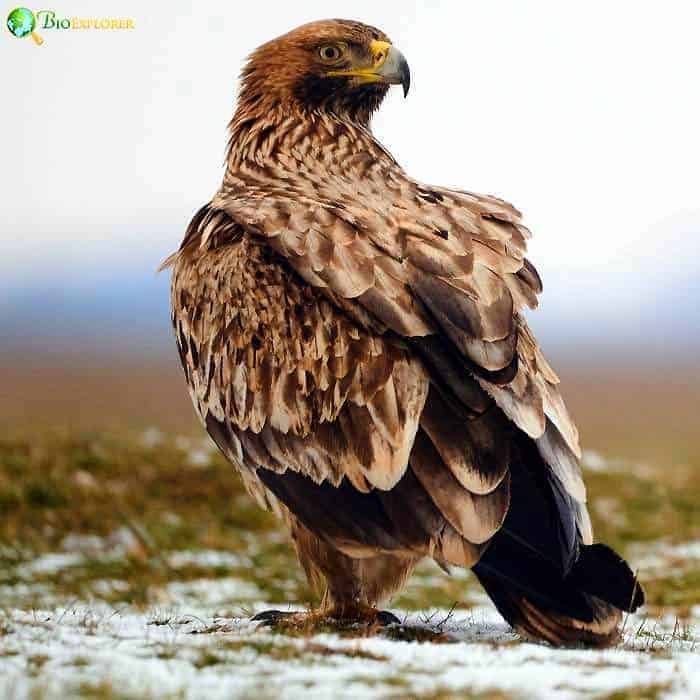 Eastern Imperial Eagle