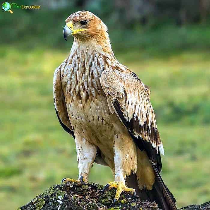 Spanish Imperial Eagle