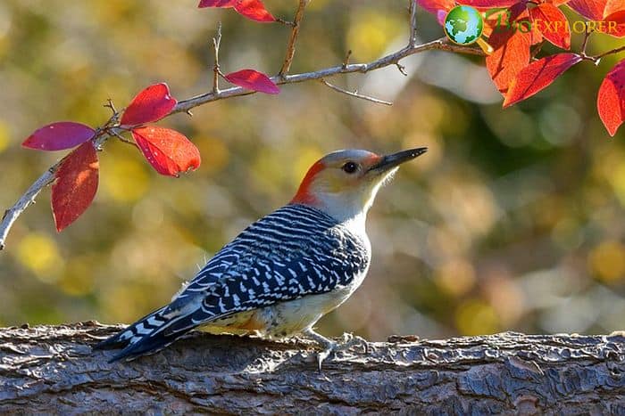 Red Bellied Woodpecker (Bird of Massachusetts)