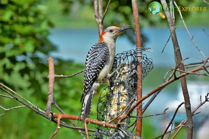 Red Bellied Woodpecker