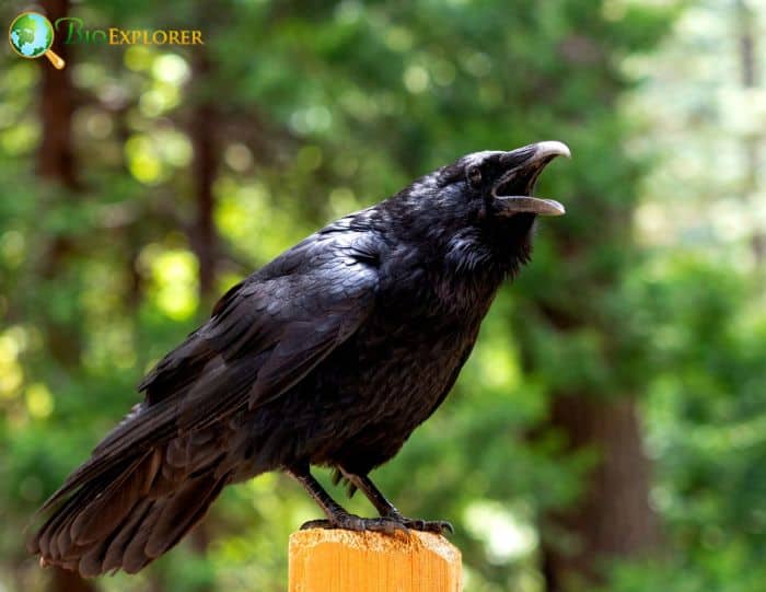 5 American Crows Smart