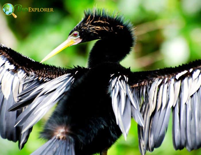 Anhinga The Sky Is The Limit