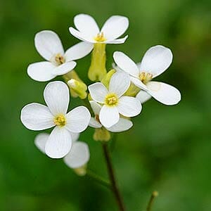 Arabidopsis Thaliana