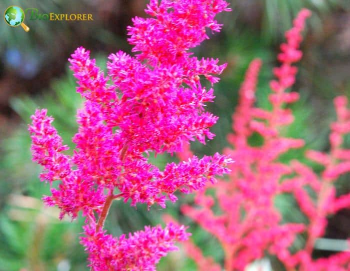 Astilbe x arendsii Federsee