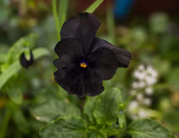 Black Pansy Flower