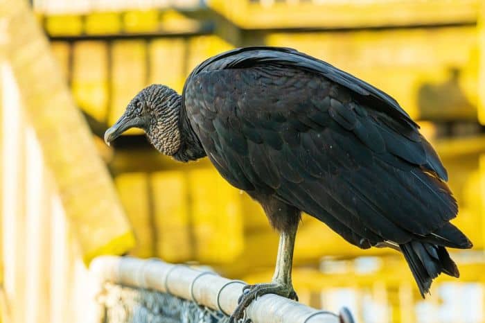 Black Vultures Are Potent Detectives