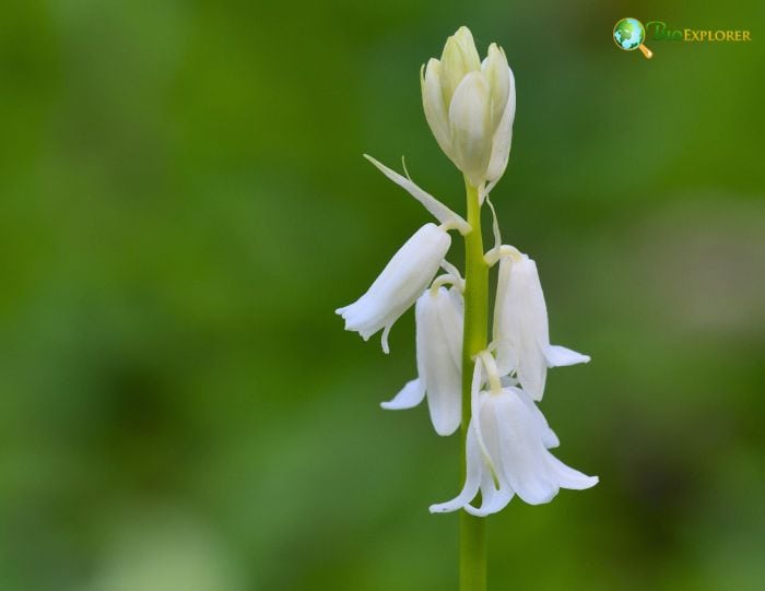 Bluebell Flower Color Variations