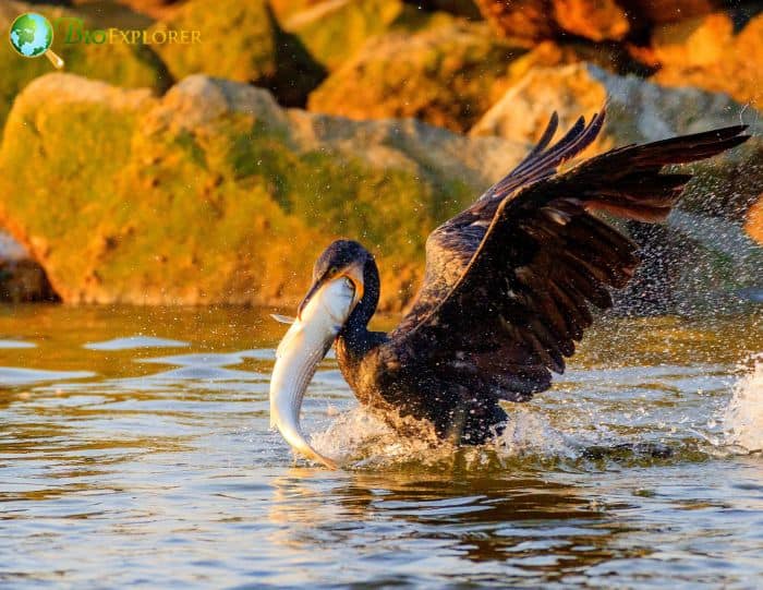 Brandt's Cormorants love eating fish