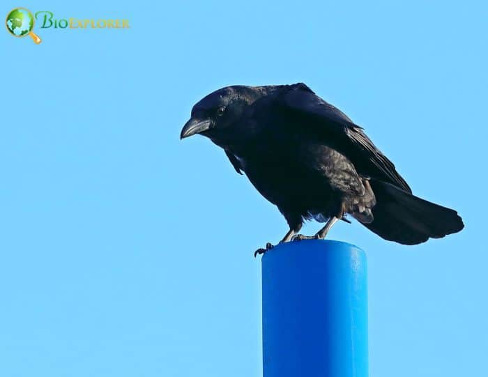 Carrion Crows Permanent Settlement