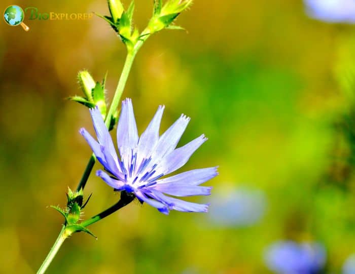 Common Chicory