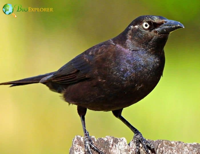 Common Grackles Sometimes Use Pre Built Nests