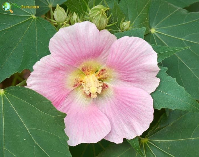 Confederate Rose (Hibiscus Mutabilis)