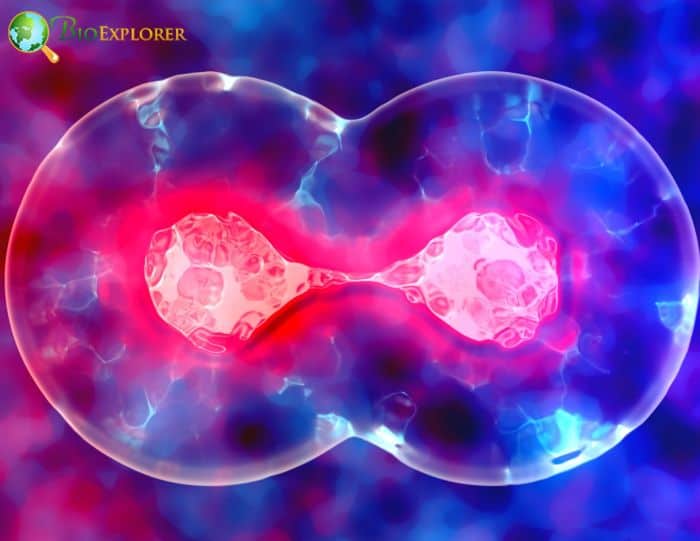 DNA Duplication