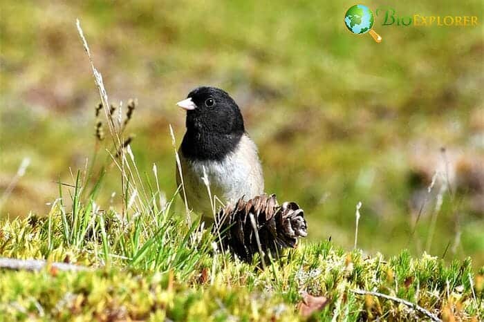 Dark-Eyed Junco (An Oregon Bird)