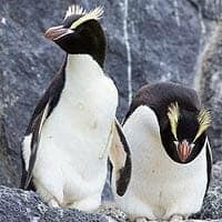 Erect-Crested Penguin