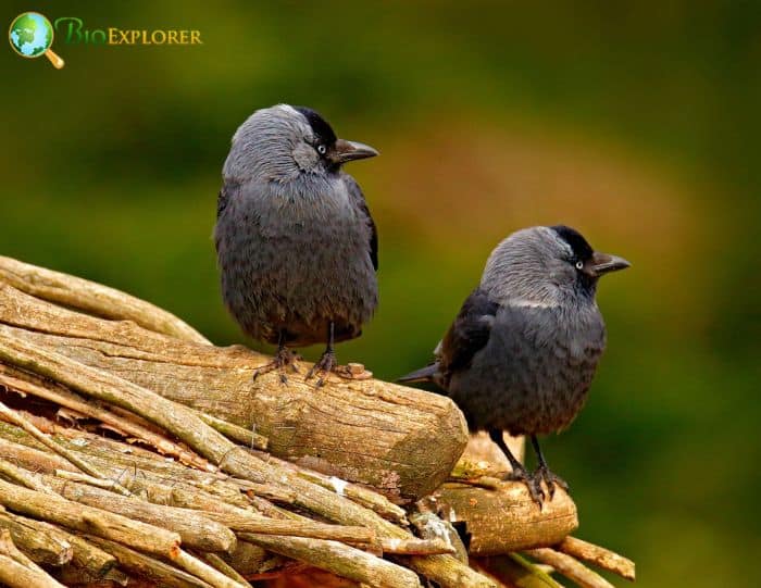 Eurasian Jackdaw