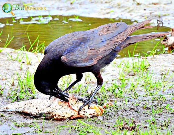 Fish Crows Are Potential Scavengers