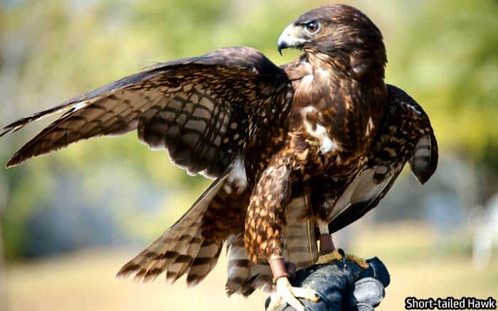 Florida Short Tailed Hawk