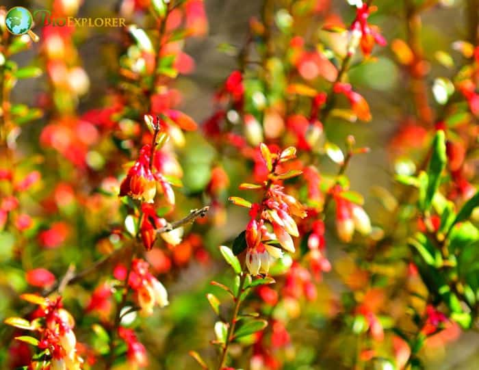 Gallberry (Ilex Glabra)