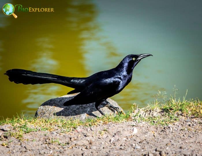 Great Tailed Grackles Are Omnivores