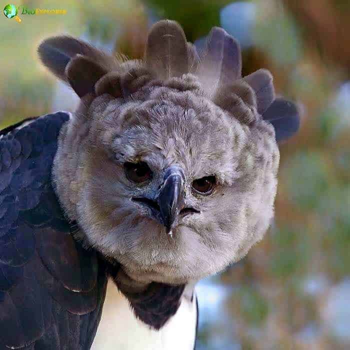 Harpy Eagle