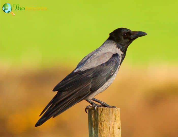 Hooded Crows As Pets