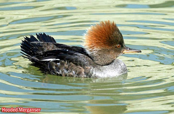 Hooded Merganser (Lophodytes cucullatus)