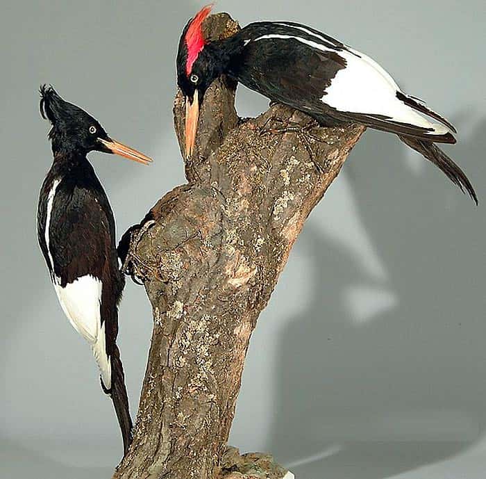 Imperial Woodpecker