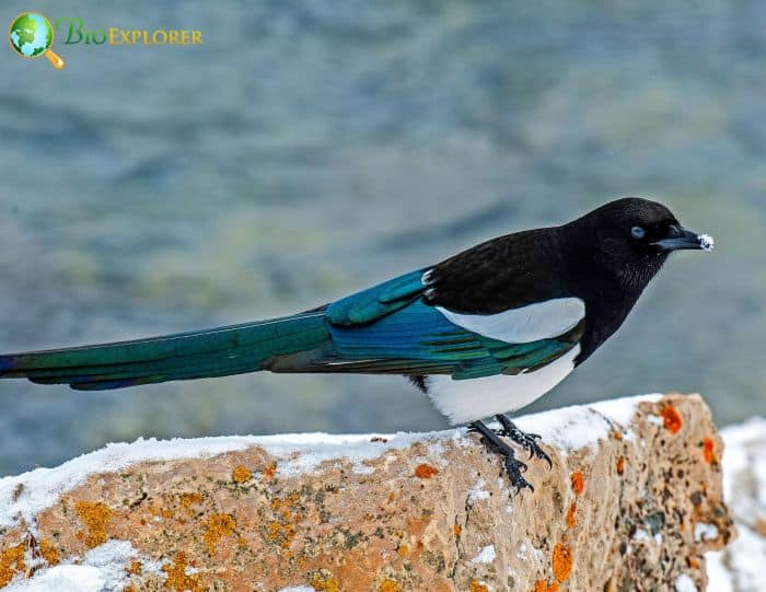 Magpies can locate a food source using their sense of olfaction