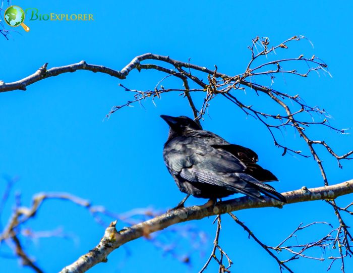 Northwestern Crows Enjoy Maneuvering