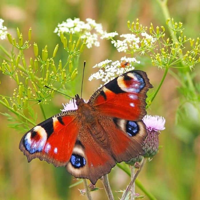 Peacock Butterfly