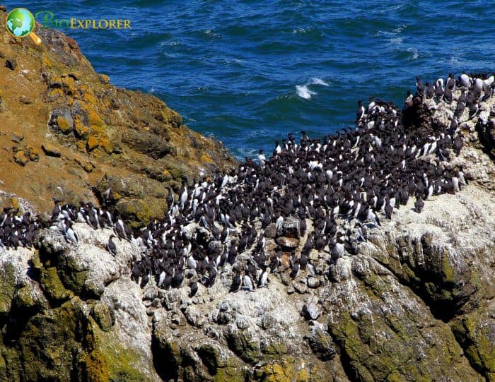 Pelagic Cormorants Nests