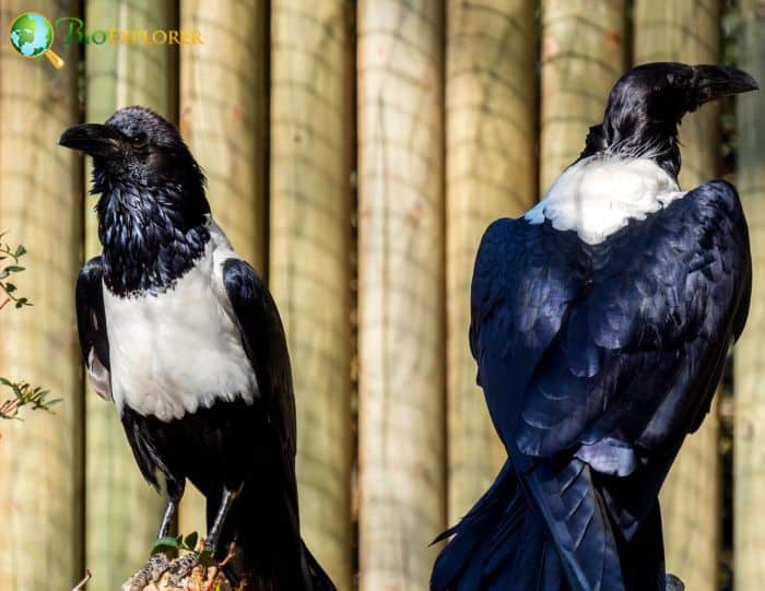 Pied Crows Save Food