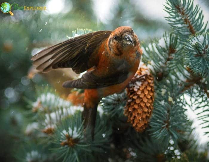 Red Crossbill