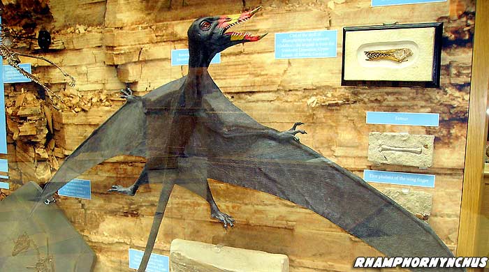 Rhamphorhynchus