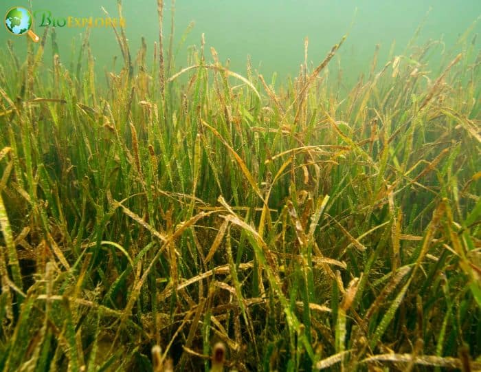 Seagrass Beds