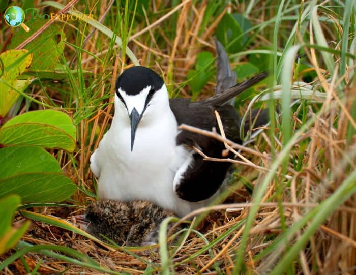 Sooty Tern Easter Island