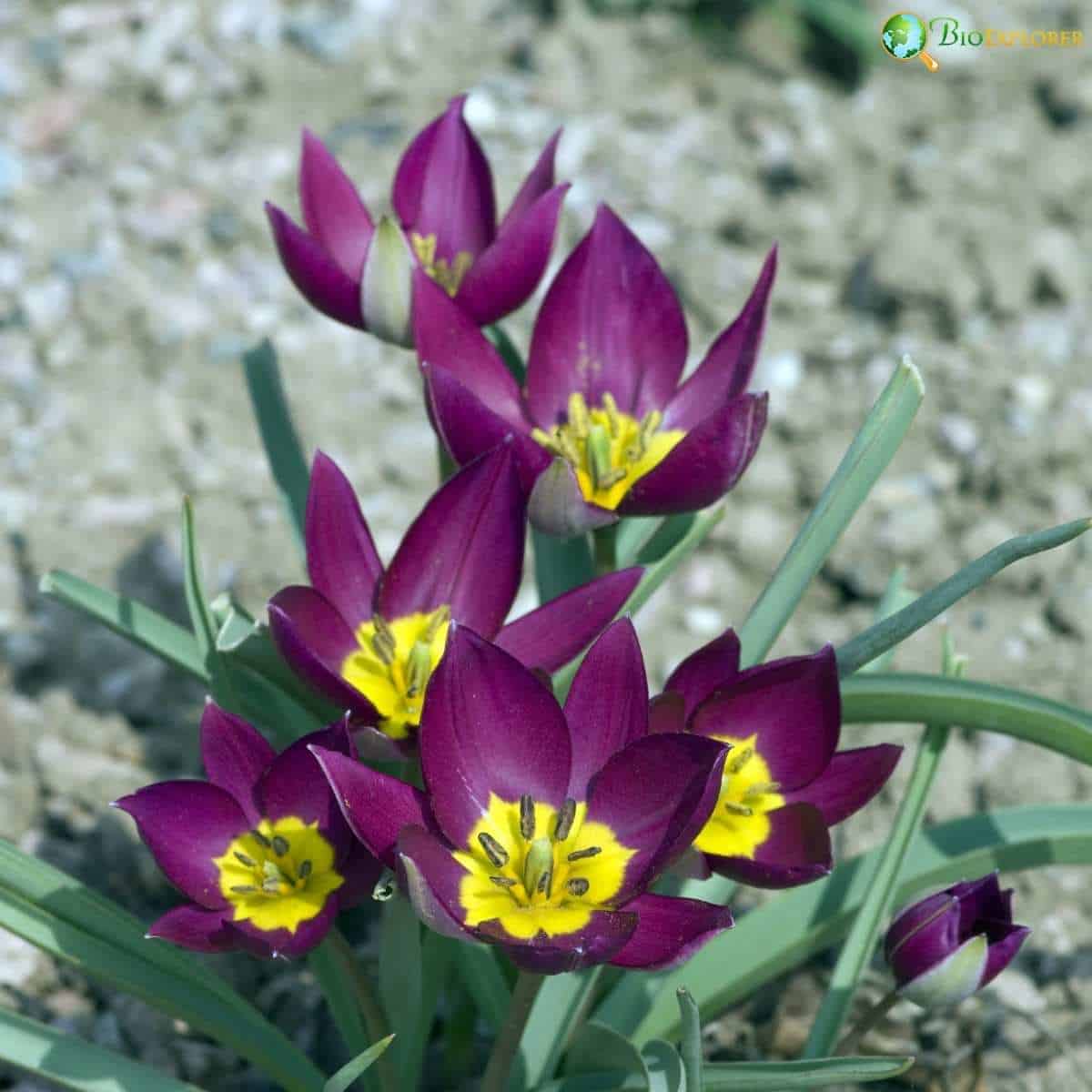 Tulipa Humilis