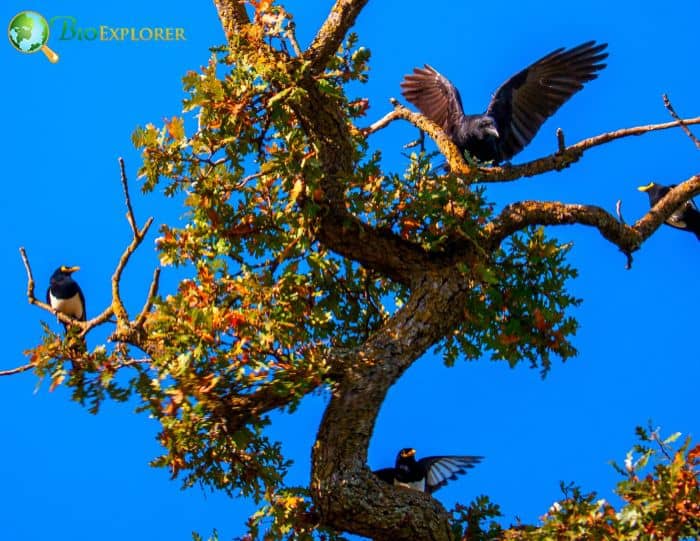 Yellow Billed Magpie Nesting Habits