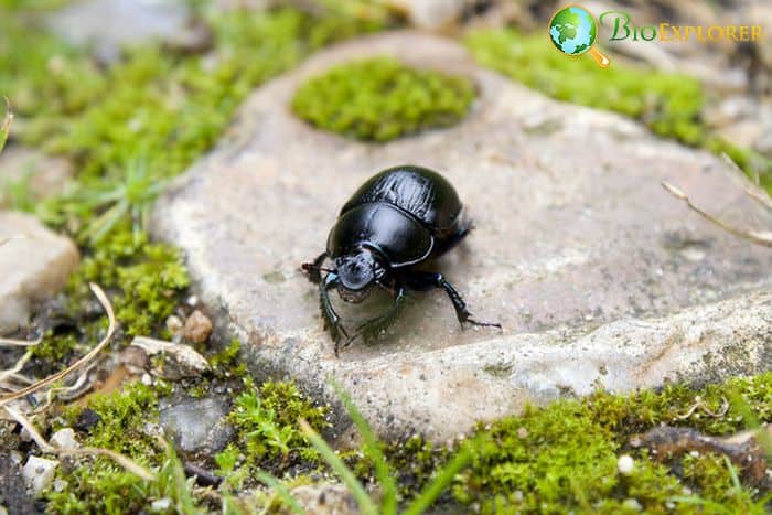 Alaskan Darkling Beetle